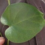 Gongronemopsis latifolia Blatt