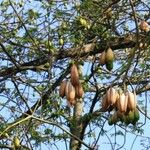 Ceiba pentandra Gyümölcs