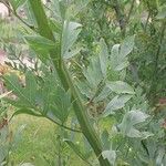 Romneya coulteri Folha