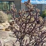 Cylindropuntia ramosissima Leaf