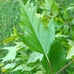 Acer tataricumFolha