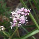 Chromolaena hirsuta Blüte