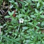 Dentella repens Flower