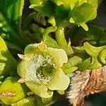 Vangueria madagascariensis Blomst