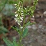 Melilotus albus Flower