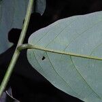 Monanthotaxis laurentii Leaf