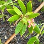 Ernodea littoralis Flor