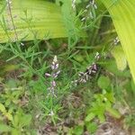 Polygala paniculata Blüte