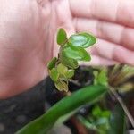 Sphyrospermum buxifolium Yaprak