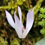 Cyclamen creticum Flower