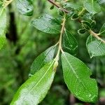 Salix cinerea পাতা