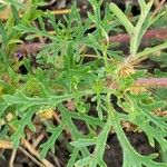 Verbena bipinnatifida Ŝelo