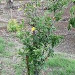 Hibiscus boryanus Habitus