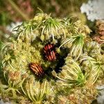 Daucus carota Plod