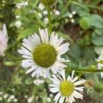 Erigeron strigosusBlodyn