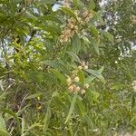 Acacia melanoxylon Feuille