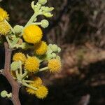 Vachellia pennatula Кветка