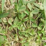 Trifolium suffocatum Libunga