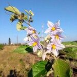 Solanum paniculatum