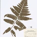 Cyathea cyatheoides Folla