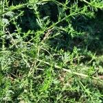 Artemisia annua その他の提案