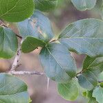 Flacourtia indica Blatt