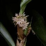 Camaridium densum Flower