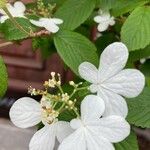 Viburnum plicatumFlower