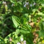 Stachys floridana Blad