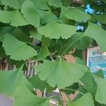 Ginkgo bilobaFulla