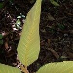 Castilla tunu Leaf