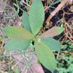 Salix cinerea Leaf