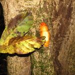 Mitragyna stipulosa Habitus