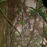 Anthurium pentaphyllum Egyéb