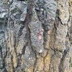 Pinus merkusii Corteza