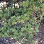 Pinus edulis Folha