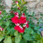 Salvia microphyllaFlor