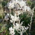 Echium italicum Other