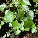 Pericallis appendiculata Leaf