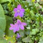 Campanula portenschlagianaFlor