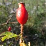 Rosa micrantha Frukt