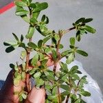 Portulaca oleraceaΦύλλο