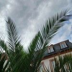 Phoenix canariensis Folha