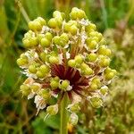 Allium victorialis Blüte
