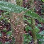 Dypsis hildebrandtii