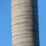 Roystonea regia Casca