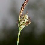 Carex tomentosa Fruit