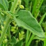 Psilotrichum elliotii Leaf