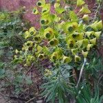 Euphorbia characias Leaf
