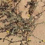 Pulicaria arabica Likasa